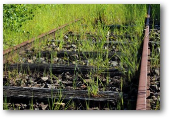 Brins dherbe et voie ferree